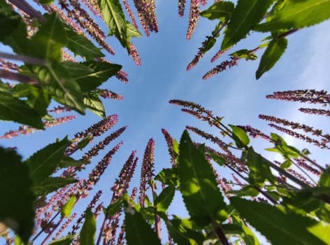 Featured image for Cognitive Theoretical Perspective